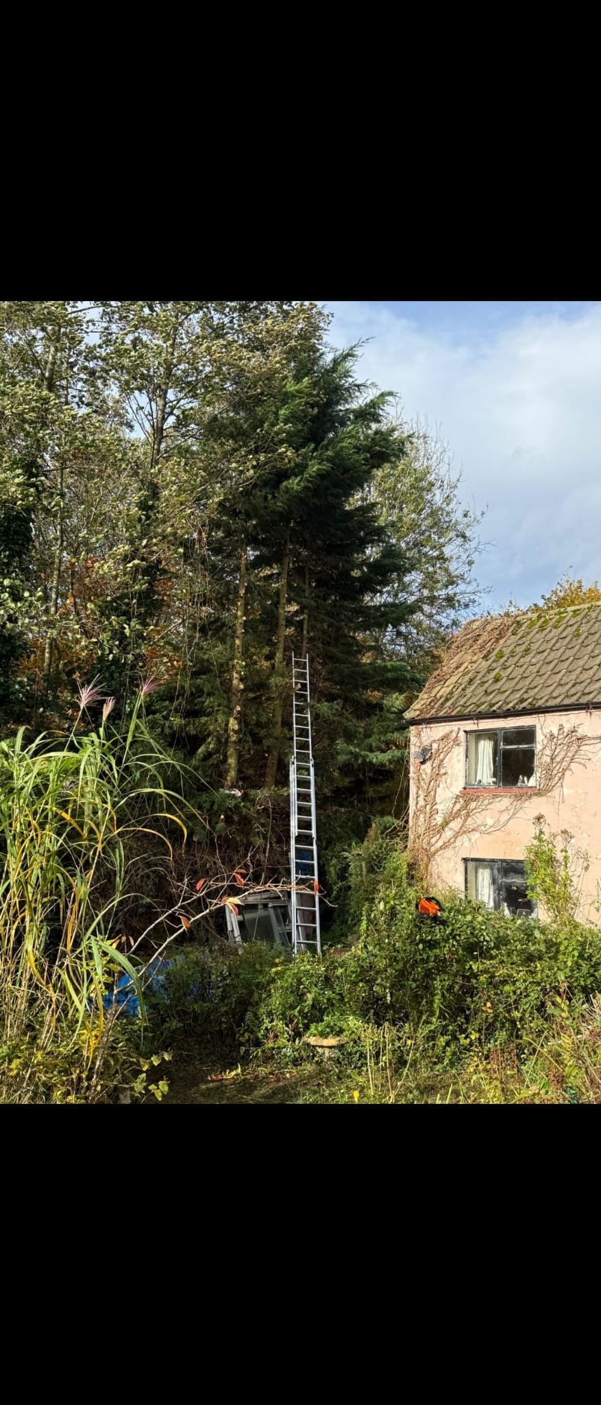 Tree surgery